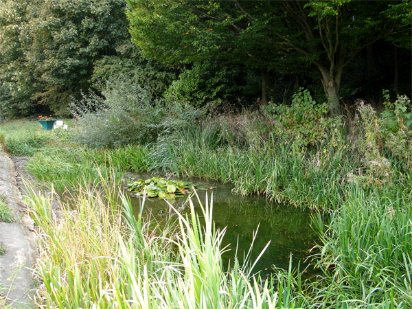 south-ferriby-pond